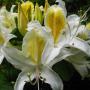 Western Azalea (Rhododendron occidentale): A large native bush which averaged about 8 feet tall by  6 feet wide.  The flowers are very fragrant.